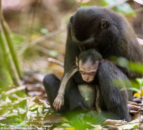 Khỉ mẹ đau đớn ôm chặt đứa con đã chết khiến bao người xúc động.